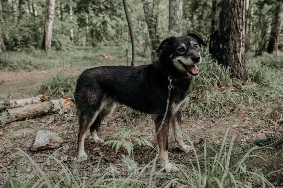 Собаки в Москве: Лея Девочка, Бесплатно - фото 11