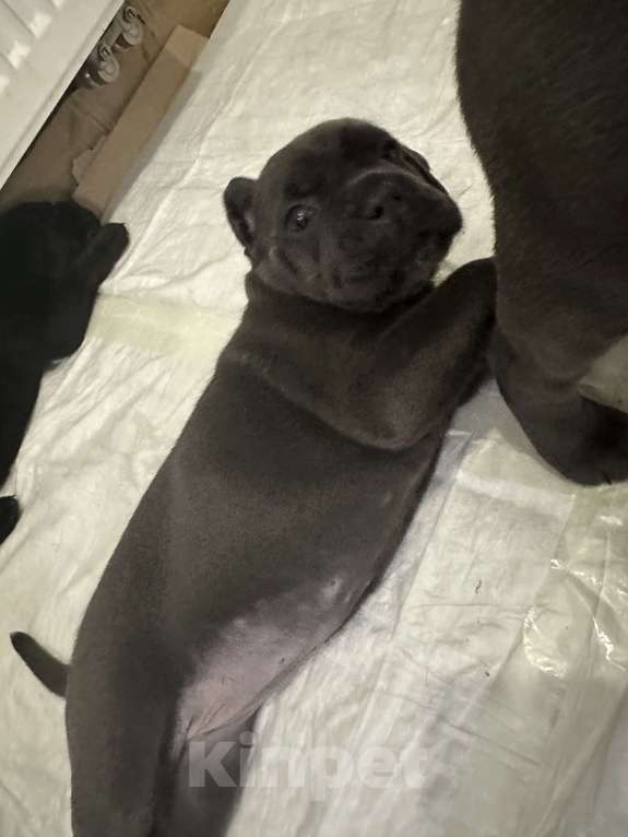 Собаки в других городах Московской области: Щенки кане-корсо Девочка, 45 000 руб. - фото 3