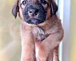 Собаки в Люберцах: ЖК Томилино парк щенки в добрые руки  Мальчик, Бесплатно - фото 3