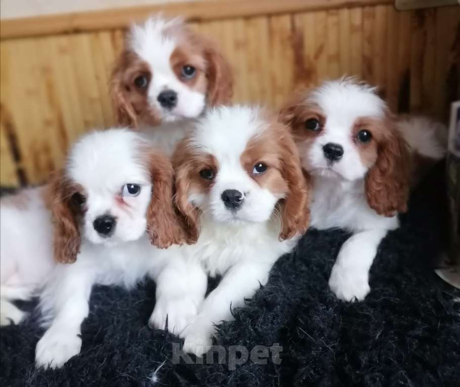 Собаки в Москве: Кавалер Кинг Чарльз 2 мес щенки. Мальчик, 90 000 руб. - фото 2