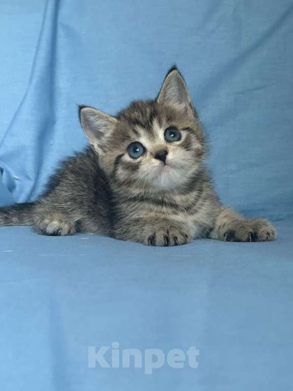 Кошки в Нижнем Новгороде: Разноглазая кошка  Девочка, 15 000 руб. - фото 3