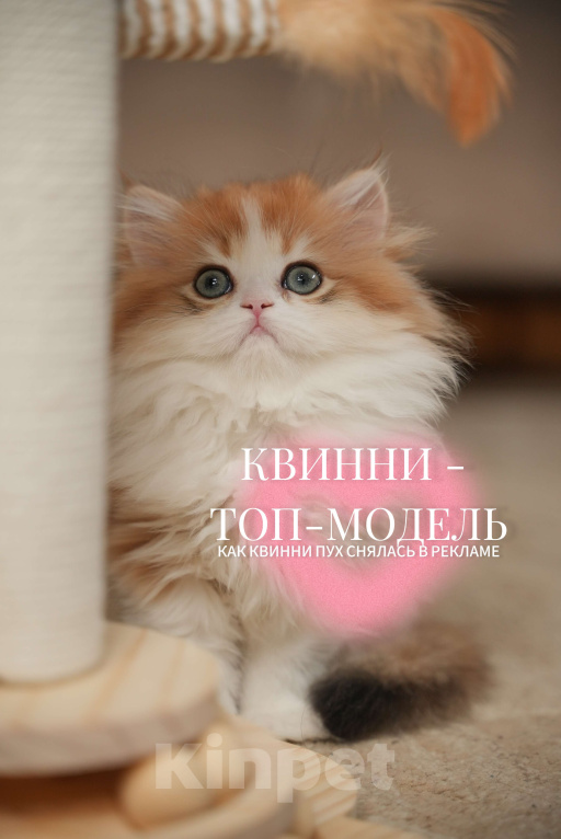Кошки в Москве: КВИННИ ПУХ - королева породы  Девочка, 300 000 руб. - фото 4