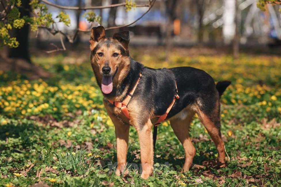 Собаки в Москве: Очаровательный сердцеед Шабак в поисках любящей семьи! Мальчик, Бесплатно - фото 10