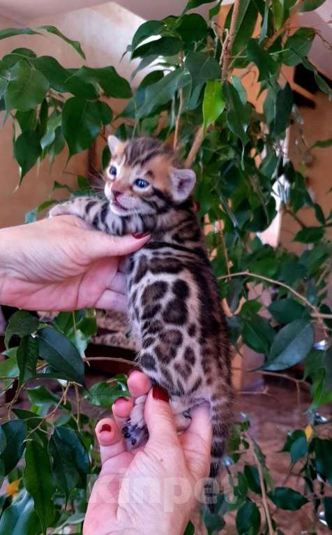 Кошки в Москве: Бенгальский котенок,  девочка Девочка, 45 000 руб. - фото 4