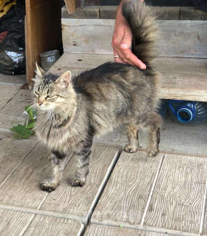 Кошки в Можайске: Фрося Фросюшка Фросинья … есть такая кошка на свете, ищет своих маму с папой, ждет их каждый день…  Девочка, Бесплатно - фото 9