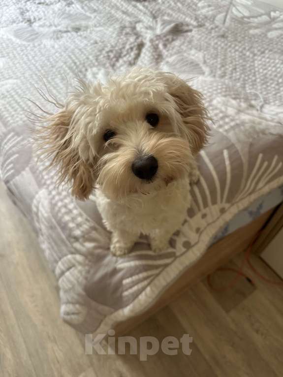 Собаки в Москве: Вязка кабель  Мальчик, Бесплатно - фото 2