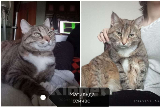 Кошки в Москве: Матильда ищет новый дом Девочка, Бесплатно - фото 1