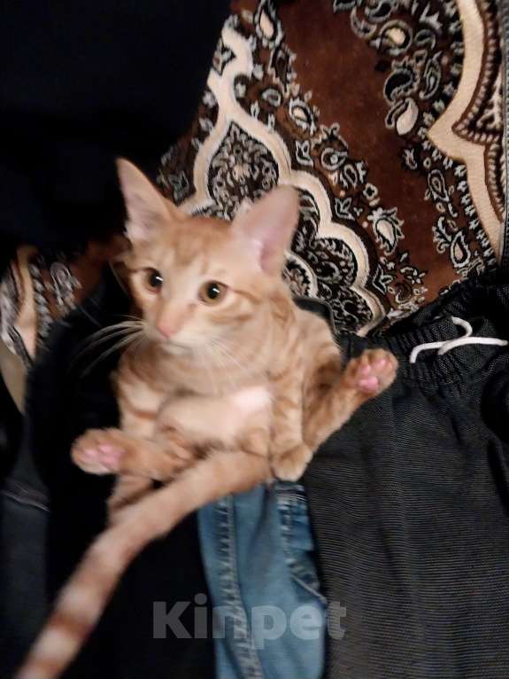 Кошки в Лобне: Нашел котёнка Мальчик, Бесплатно - фото 5