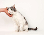 Кошки в Москве: Шикарный сладкий котик Баунти в добрые руки Мальчик, Бесплатно - фото 7