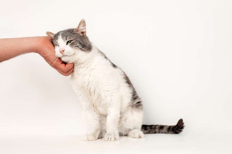 Кошки в Москве: Шикарный сладкий котик Баунти в добрые руки Мальчик, Бесплатно - фото 7