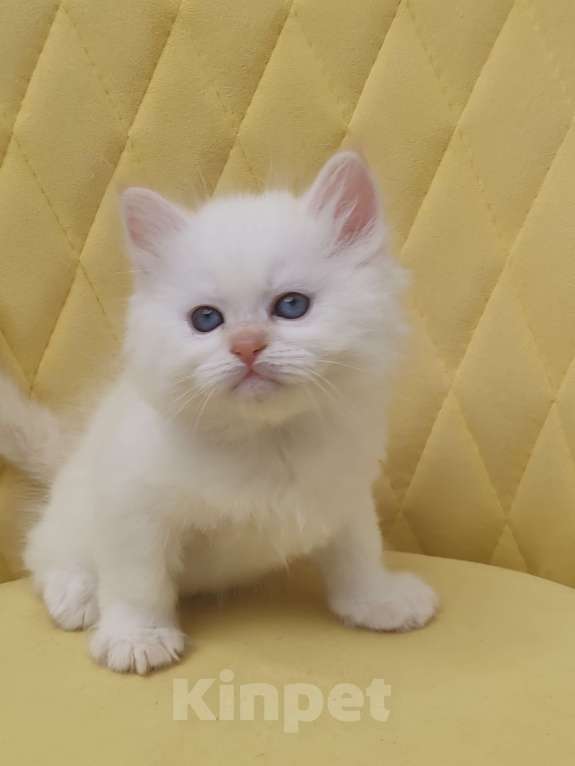 Кошки в Москве: Продаётся котенок Мальчик, 60 000 руб. - фото 3