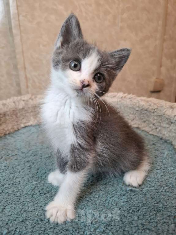 Кошки в Москве: Бело-голубой котенок в добрые руки  Мальчик, Бесплатно - фото 10