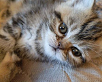 Кошки в Челябинске: отдам породистого котенка Девочка, Бесплатно - фото 1