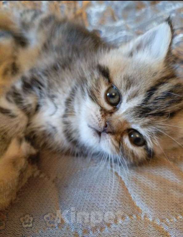 Кошки в Челябинске: отдам породистого котенка Девочка, Бесплатно - фото 1