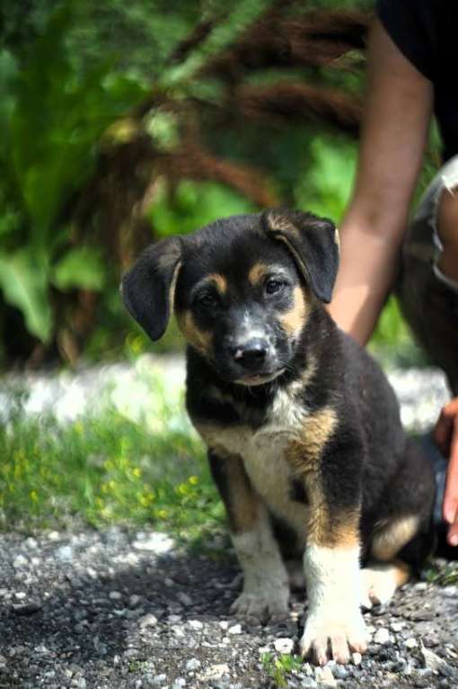 Собаки в Москве: Очаровательные разноцветные малыши-карандаши в дар Мальчик, 1 руб. - фото 3