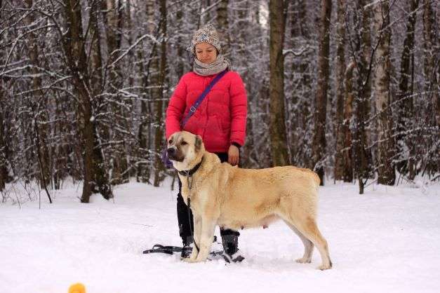 Собаки в Москве: Китнисс Девочка, Бесплатно - фото 3