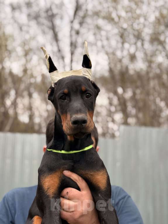 Собаки в Москве: щенок добермана Девочка, 80 000 руб. - фото 8