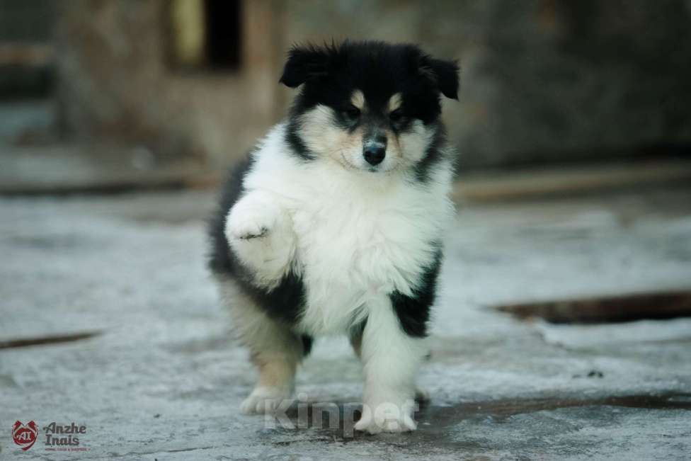 Собаки в Челябинске: Щенки колли длинношерстного Мальчик, Бесплатно - фото 2