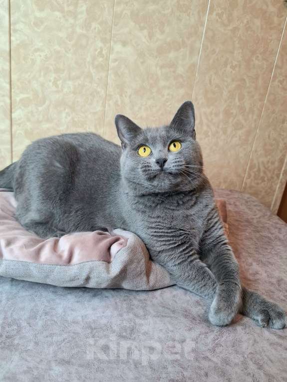 Кошки в Москве: Василина едет на выставку-пристройство WOOF в Москву  Девочка, Бесплатно - фото 6