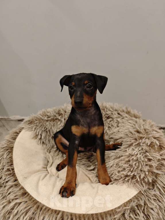 Собаки в Краснодаре: Босс Мальчик, 20 000 руб. - фото 3