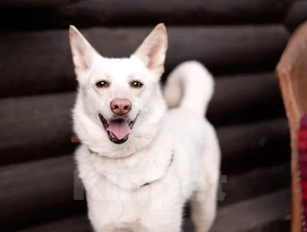 Собаки в Лосином-Петровском: Бэлла якутенок Девочка, Бесплатно - фото 1