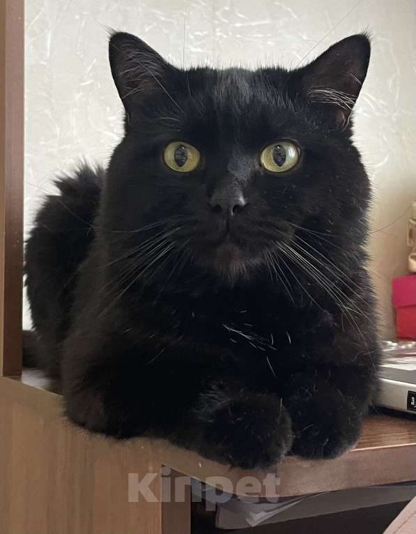 Кошки в Ставрополе: Потерялся кот. Просьба нашедшим вернуть за вознаграждение! Мальчик, 5 000 руб. - фото 2