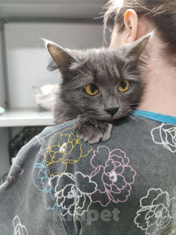 Кошки в Москве: Красавица Мушка ищет дом Девочка, 99 руб. - фото 5