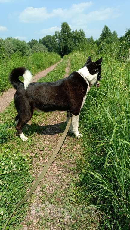 Собаки в Новокузнецке: Лайка чёрная Боря ищет дом ???? Мальчик, Бесплатно - фото 4