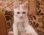 Кошки в Кораблино: Котенок в добрые руки, Бесплатно - фото 1