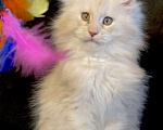 Кошки в Лянторе: Мейн кун, 26 000 руб. - фото 2