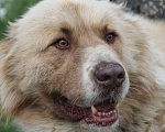 Собаки в Москве: Крупный нежный алабай Амур красивого окраса с шоколадным носом Мальчик, Бесплатно - фото 3