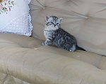 Кошки в Ярославле: Британские котята серебро Девочка, 25 000 руб. - фото 6
