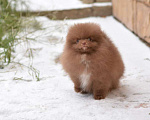 Собаки в Москве: щенок шпица коричневого окраса Мальчик, 27 000 руб. - фото 4