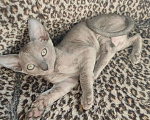 Кошки в Смоленске: Бархатные котята Девочка, 35 000 руб. - фото 4