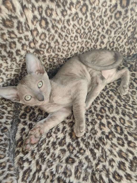 Кошки в Смоленске: Бархатные котята Девочка, 35 000 руб. - фото 4