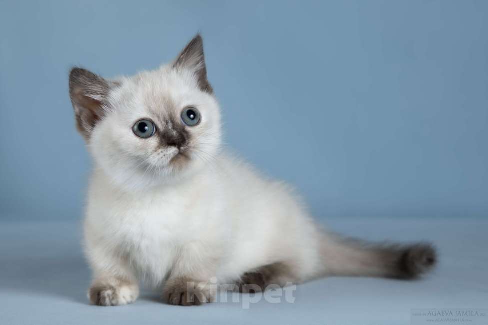 Кошки в Москве: Менуэт Девочка, Бесплатно - фото 3