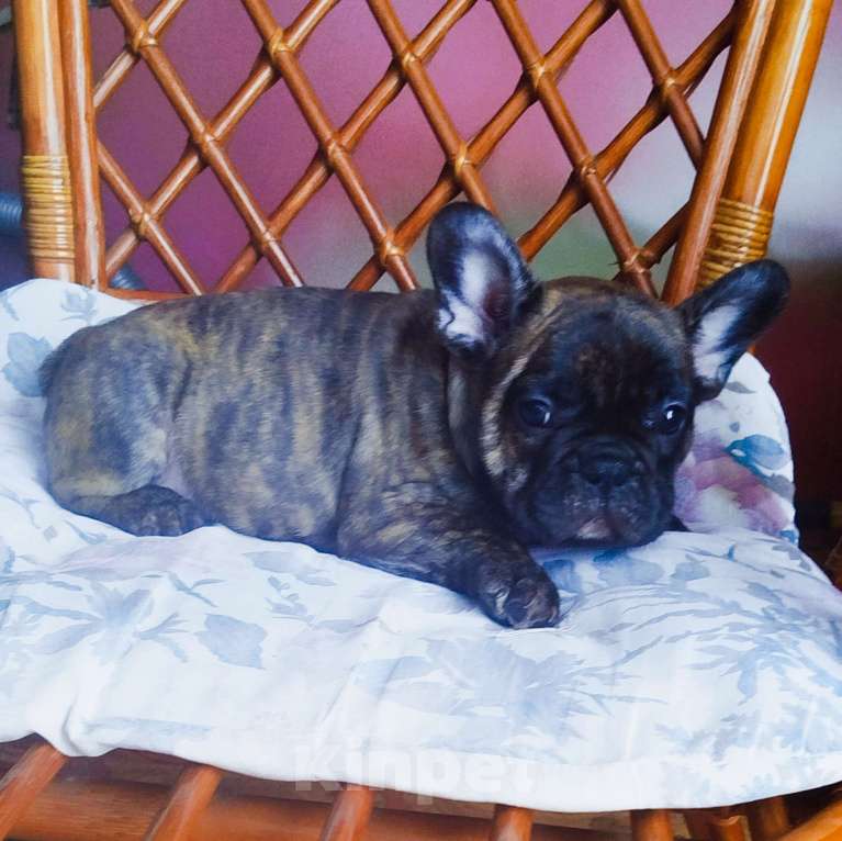 Собаки в Москве: Французский бульдог  Мальчик, 40 000 руб. - фото 2