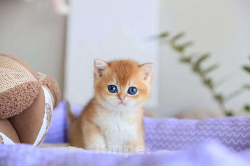 Кошки в Москве: Британский котёнок Оскар Мальчик, 130 000 руб. - фото 4