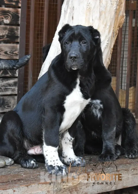 Собаки в Воронеже: Среднеазиатская Овчарка Разнополые, 60 000 руб. - фото 7