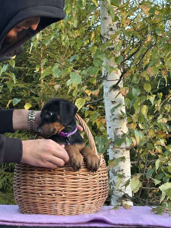 Собаки в Санкт-Петербурге: Щенок Добермана  Девочка, 35 000 руб. - фото 2