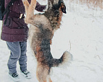 Собаки в Москве: Тимбо – ласковый, человекоориентированный пёс с активной жизненной позицией. Мальчик, Бесплатно - фото 4