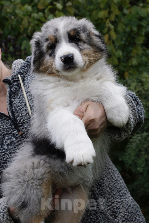 Собаки в Санкт-Петербурге: Хотите купить Аусси? Мальчик, 50 000 руб. - фото 2