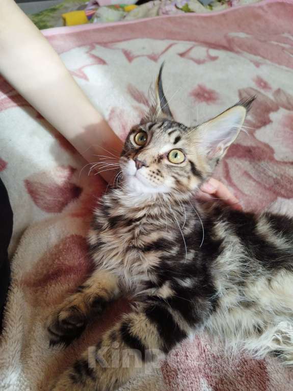 Кошки в Чите: Продается котенок мейнкун Мальчик, 30 000 руб. - фото 6