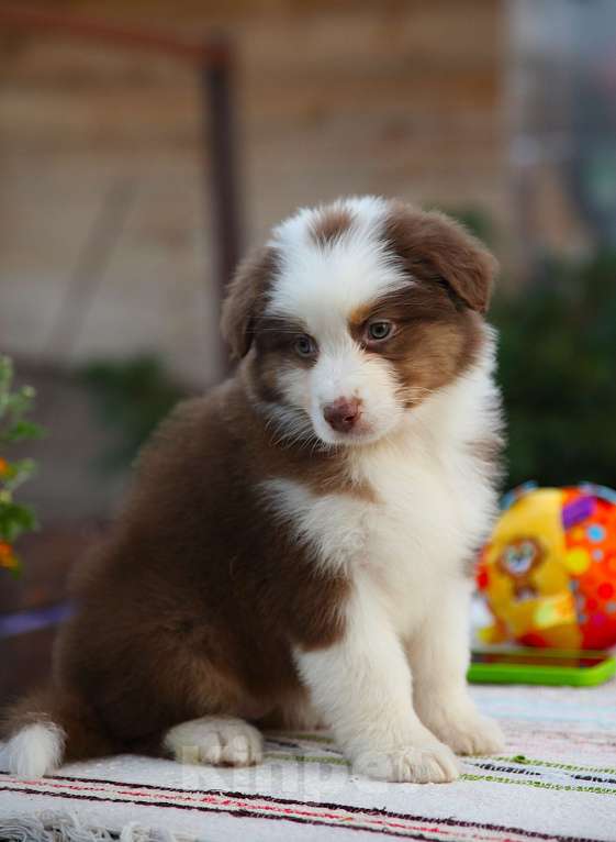 Собаки в других городах Владимирской области: щенок австралийской овчарки Девочка, Бесплатно - фото 3