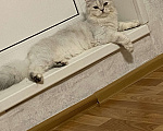 Кошки в Москве: Кошка Девочка, Бесплатно - фото 1