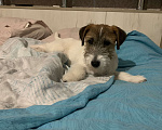 Собаки в Волгограде: Джек Рассел терьер Девочка, 30 000 руб. - фото 8