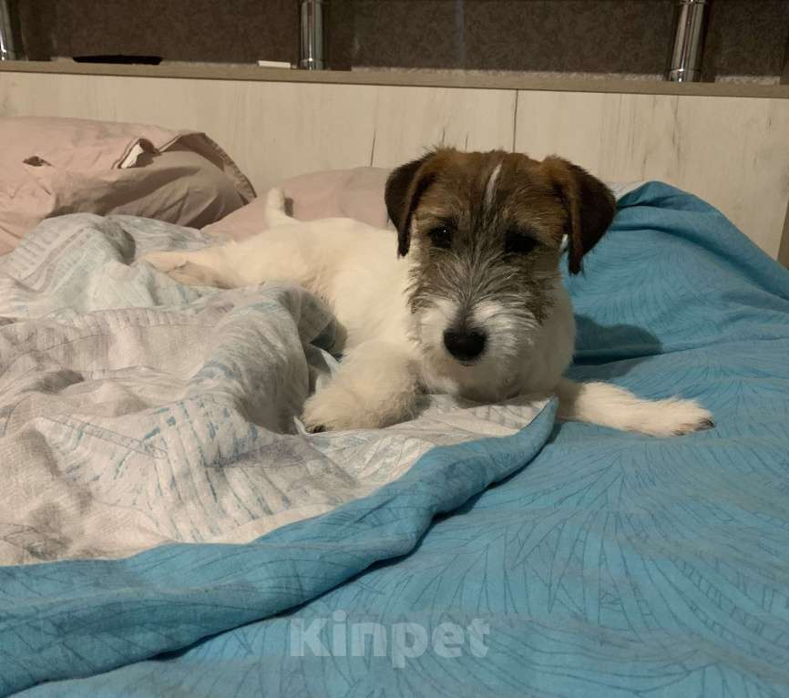 Собаки в Волгограде: Джек Рассел терьер Девочка, 30 000 руб. - фото 8