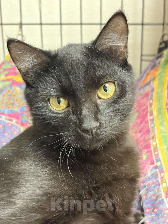 Кошки в Москве: Черный котёнок Нуар в добрые руки Мальчик, Бесплатно - фото 6