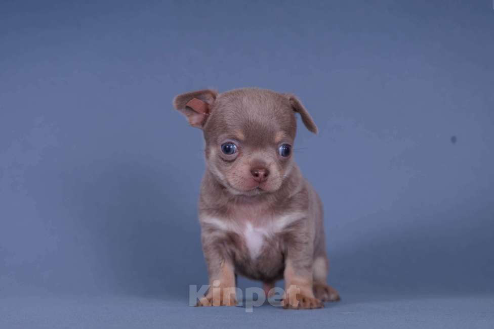 Собаки в Люберцах: Чихуахуа щенки Мальчик, 40 000 руб. - фото 2