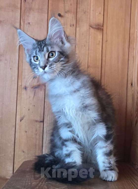 Кошки в Москве: Котенок 3 Мальчик, 60 000 руб. - фото 1